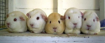 Foto tmu Guinea Pigs