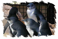 Foto týmu pingu Foto týmu pingu