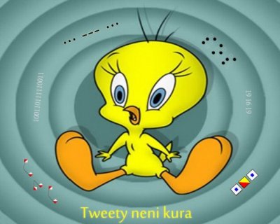 Foto tmu Tweety neni kura!